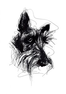 Expressive Scottish Terrier Sketch by Kiarra B