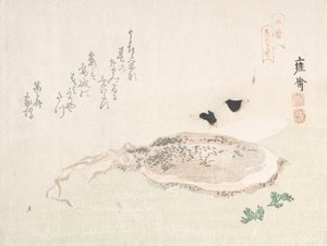 Cuttle Fish, Early 19th Century