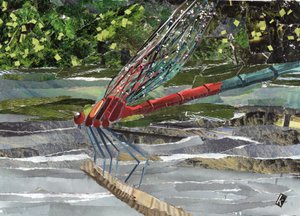 Red Dragonfly by Kirstie Adamson