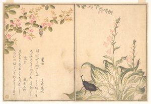 Bagworm (Minomushi); Horned Scarab Beetle (Kabutomushi), from the Picture Book of Crawling Creatures by Kitagawa Utamaro