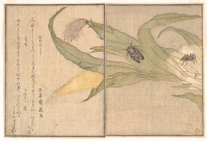 Evening Cicada, Higurashi; Spider, Kumo, from the Picture Book of Crawling Creatures (Ehon Mushi Erami) by Kitagawa Utamaro