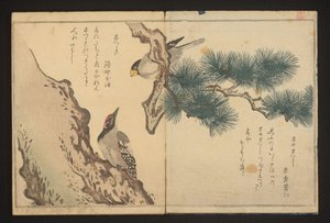Grosbeak and Woodpecker