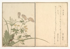 Katydid (Umaoi-mushi); Centipede, (Mukade), from the Picture Book of Crawling Creatures (Ehon mushi erami) by Kitagawa Utamaro