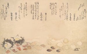 Shells under Water
