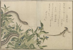 Snake and Lizard