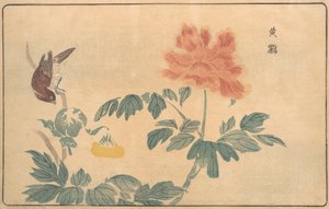 Chinese Oriole and Peonies
