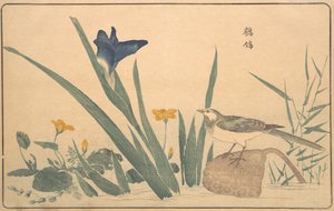 The Pied Wagtail, 1789 by Kitao Masayoshi