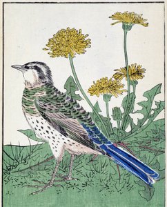 Bird. Japanese Drawing by Kitao Kosuisai by Kitao Shigemasa