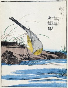 Bird. Japanese Drawing by Kitao Kosuisai by Kitao Shigemasa
