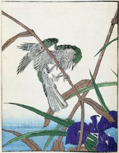 Bird on a Tree. Japanese Drawing by Kitao Kosuisai by Kitao Shigemasa