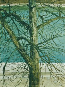 Tree Study on the Danube