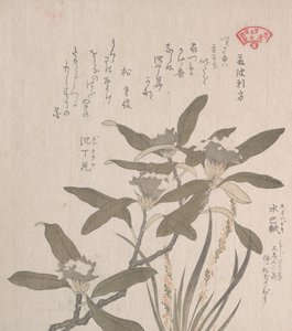 Daphne odora and Mojisuri-so