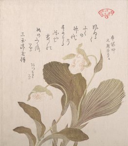 Hotei Flowers