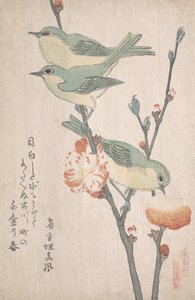 Japanese White-eyes on a Branch of Peach Tree
