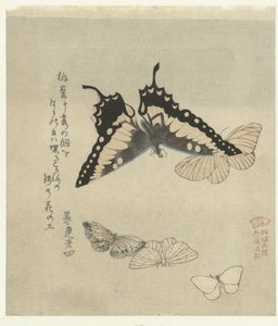 Five Butterflies