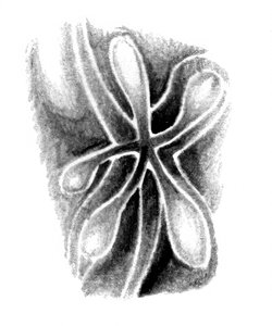 Abstract Organic Forms