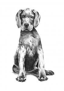 Adorable Great Dane Puppy by Kulik