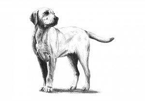 Attentive Dog Sketch