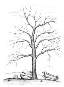 Bare Winter Tree