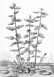 Botanical Stems Drawing