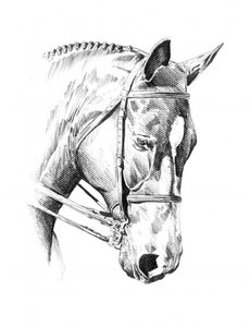 Braided Horse Portrait