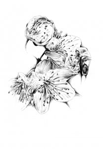 Cherry Blossom Drawing