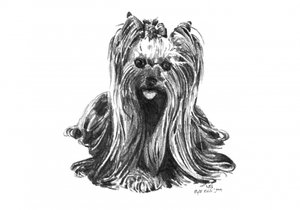 Cute Yorkie Drawing