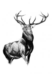 Deer Forest Art Drawing Sketch 8