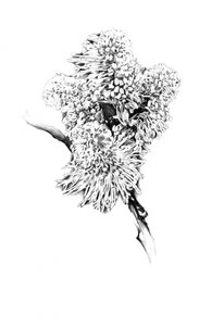 Delicate Botanical Drawing