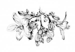Delicate Floral Drawing