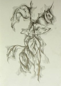 Delicate Leaf Study