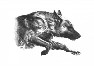 Dynamic Wolf Stalking