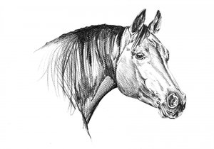Elegant Horse Head by Kulik
