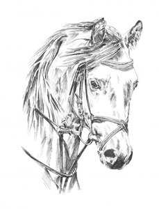 Elegant Horse Portrait