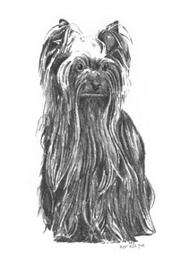 Elegant Yorkshire Terrier