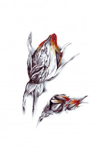 Fiery Rose Buds