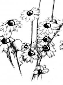 Floral Nature Art Drawing Sketch 15