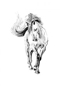 Galloping Horse Sketch