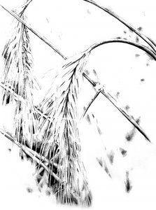 Graphic Grain Stalks
