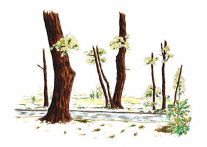 Illustrated Woodland Path