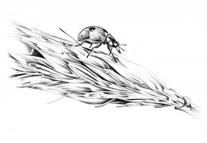 Ladybug on Wheat