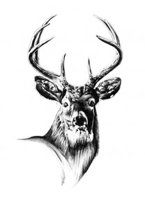Majestic Buck Portrait