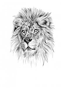 Majestic Lion Head