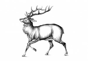 Majestic Stag