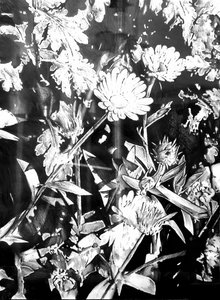 Monochrome Garden Blooms