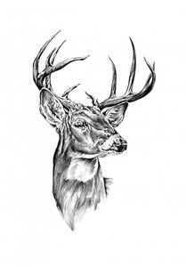 Noble Buck Portrait
