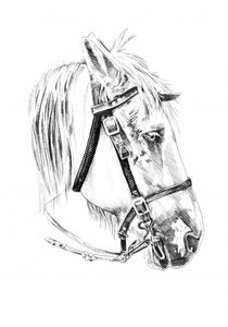 Noble Horse Head Sketch by Kulik