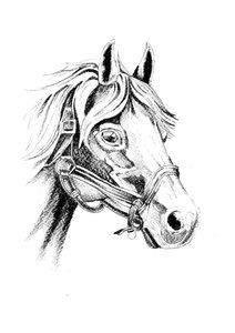 Noble Horse Portrait