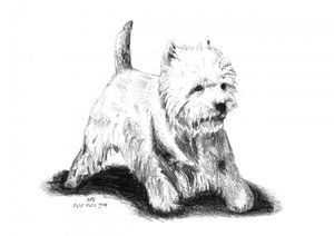 Playful Westie Sketch