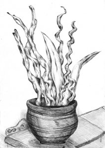 Potted Plant Still Life